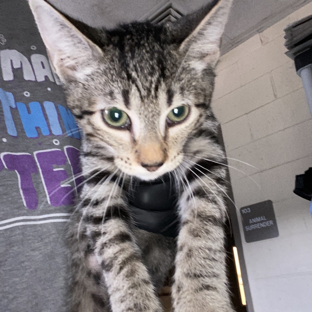 Shelter Stray Male Cat last seen , 2350 Appling City Cove, Memphis, TN 38133, USA