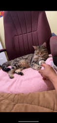 Lost Male Cat last seen Near helene rd, Memphis, TN 38103