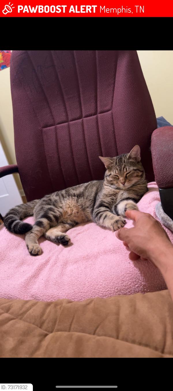 Lost Male Cat last seen Near helene rd, Memphis, TN 38103