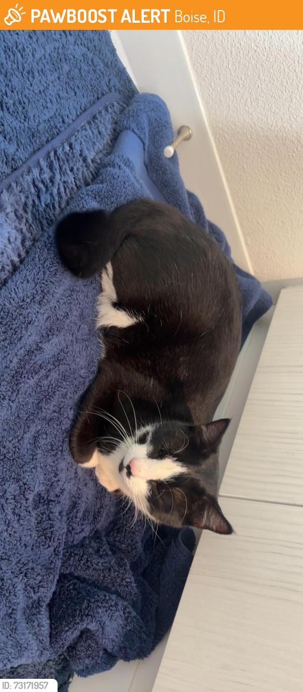 Found/Stray Unknown Cat last seen Quinn’s pond, Boise, ID 83702