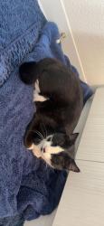 Found/Stray Unknown Cat last seen Quinn’s pond, Boise, ID 83702