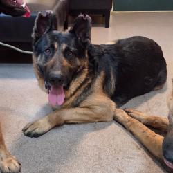 Shelter Stray Male Dog last seen , 361 S Raymond Ave, Pasadena, CA 91105, USA