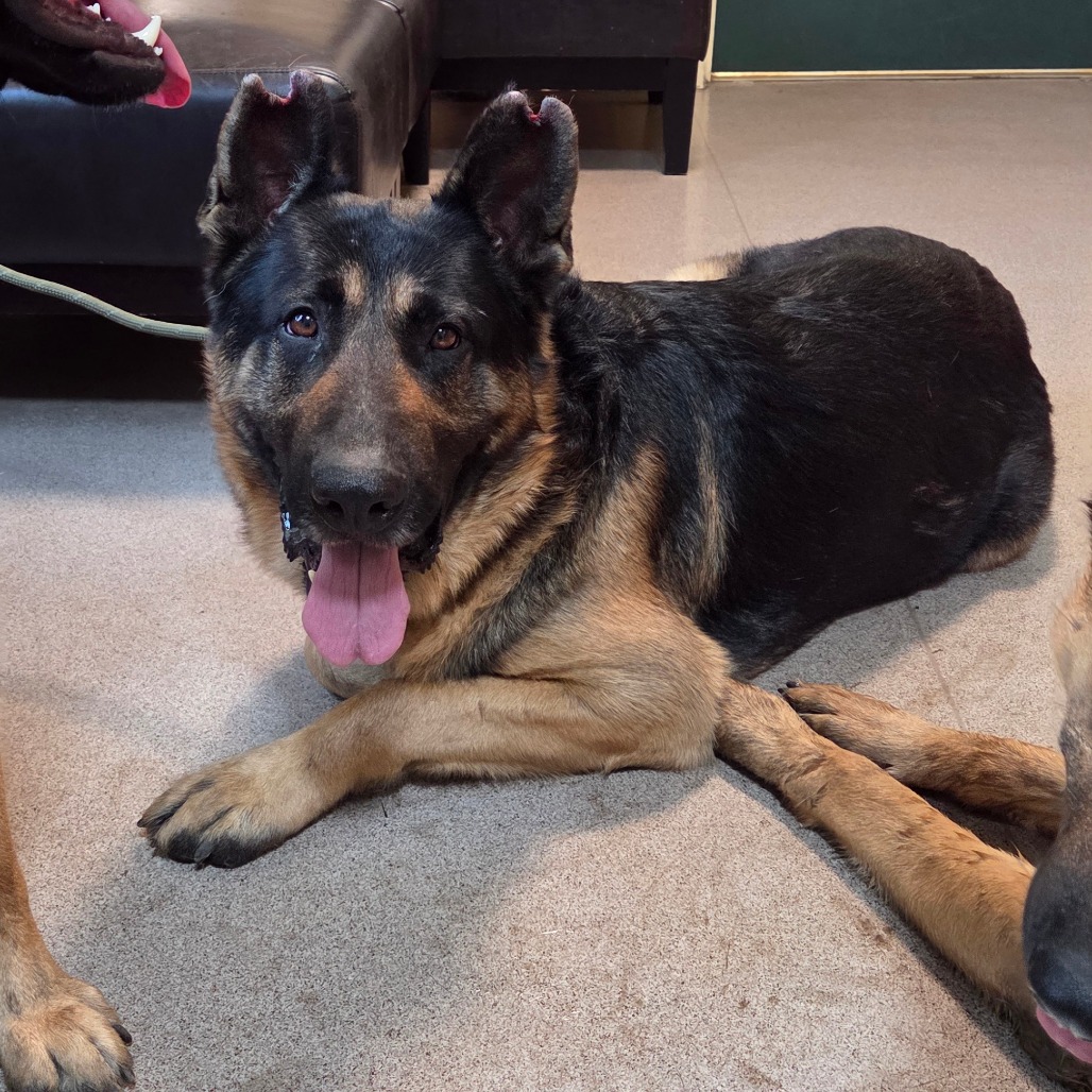 Shelter Stray Male Dog last seen , 361 S Raymond Ave, Pasadena, CA 91105, USA