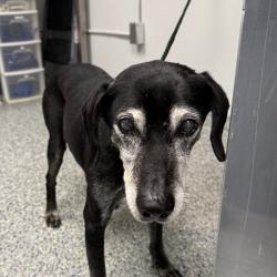 Shelter Stray Male Dog last seen , 328 Furman Hall Rd, Greenville, SC 29609, USA