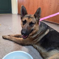 Shelter Stray Female Dog last seen , 361 S Raymond Ave, Pasadena, CA 91105, USA