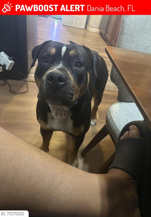 Lost Male Dog last seen Davie Blvd and Riverland Rd, Fort Lauderdale, FL 33312