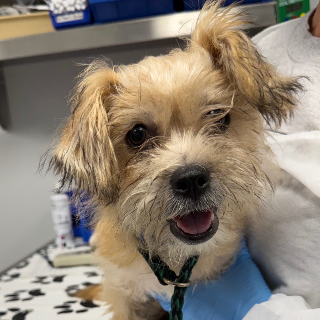 Shelter Stray Male Dog last seen , 328 Furman Hall Rd, Greenville, SC 29609, USA
