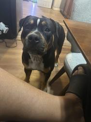 Lost Male Dog last seen Davie Blvd and Riverland Rd, Fort Lauderdale, FL 33312