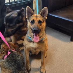 Shelter Stray Female Dog last seen , 361 S Raymond Ave, Pasadena, CA 91105, USA