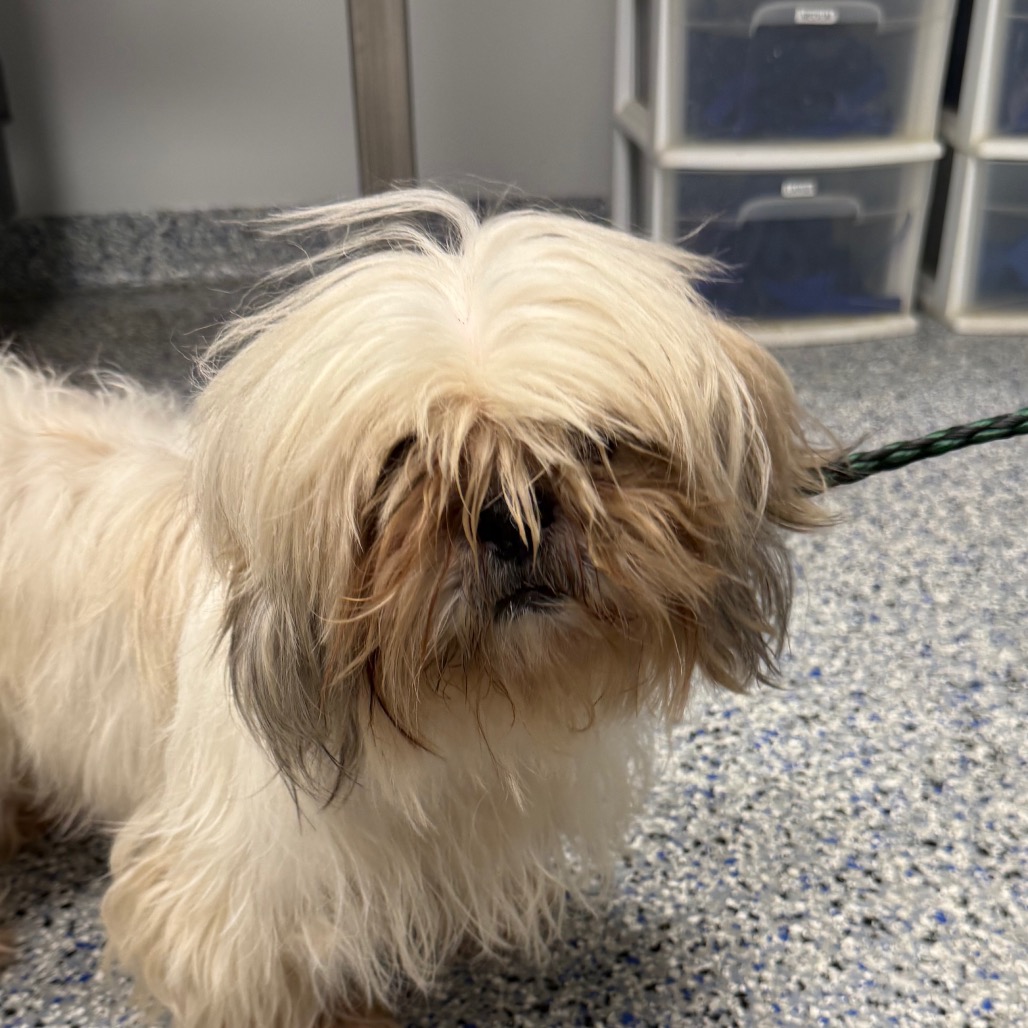 Shelter Stray Female Dog last seen , 328 Furman Hall Rd, Greenville, SC 29609, USA