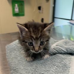 Shelter Stray Female Cat last seen , 361 S Raymond Ave, Pasadena, CA 91105, USA