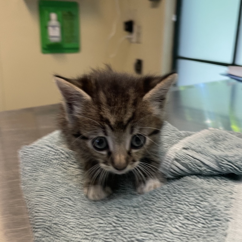 Shelter Stray Female Cat last seen , 361 S Raymond Ave, Pasadena, CA 91105, USA