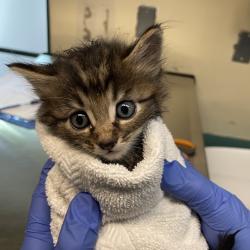 Shelter Stray Male Cat last seen , 361 S Raymond Ave, Pasadena, CA 91105, USA