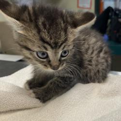 Shelter Stray Female Cat last seen , 361 S Raymond Ave, Pasadena, CA 91105, USA