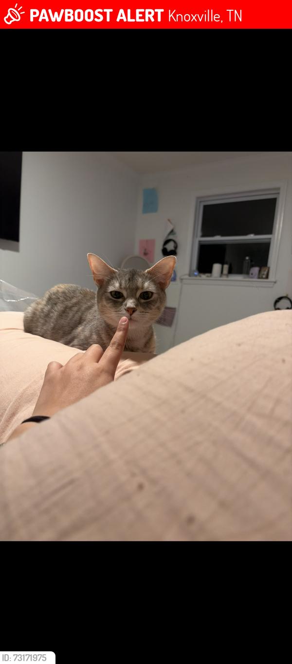 Lost Female Cat last seen robinson rd, Knoxville, TN 37923