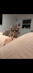 Lost Female Cat last seen robinson rd, Knoxville, TN 37923