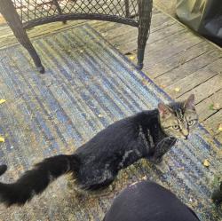 Lost Female Cat last seen Church street, Main Street cafe, Cincinnati, OH 45244