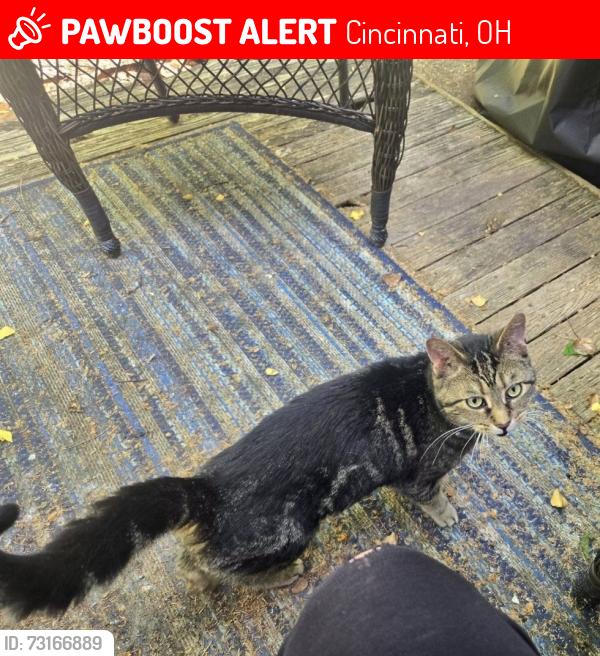 Lost Female Cat last seen Church street, Main Street cafe, Cincinnati, OH 45244