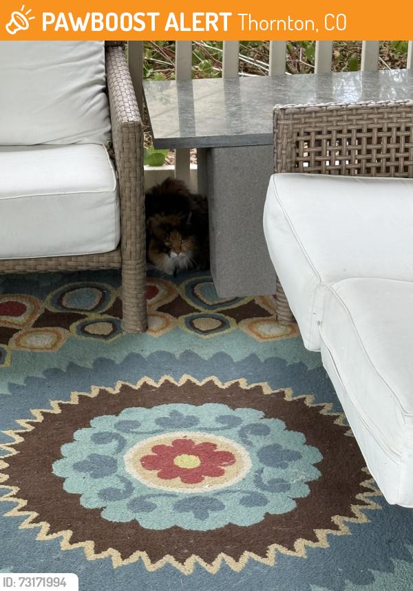 Found/Stray Unknown Cat last seen 136th and York, Thornton, CO 80602