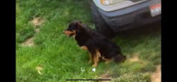 Reunited Male Dog last seen 1st ave north, Nampa, ID 83687