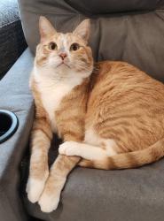 Reunited Male Cat last seen Duncan Farm Neighborhood, Euharlee, GA 30120