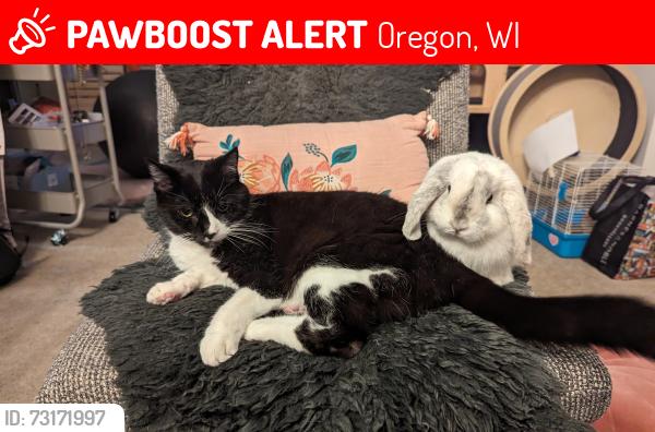 Lost Female Cat last seen Our backyard around midnight, Oregon, WI 53575