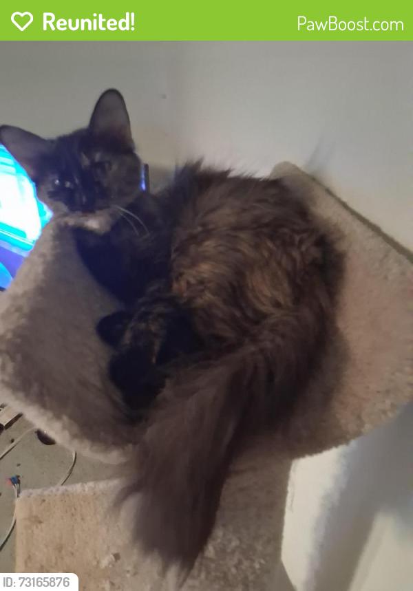 Reunited Female Cat last seen Roosevelt and 86th in south Scottsdale, Scottsdale, AZ 85260