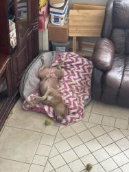 Reunited Female Dog last seen In Sterling Hills Area, Aurora, CO 80013