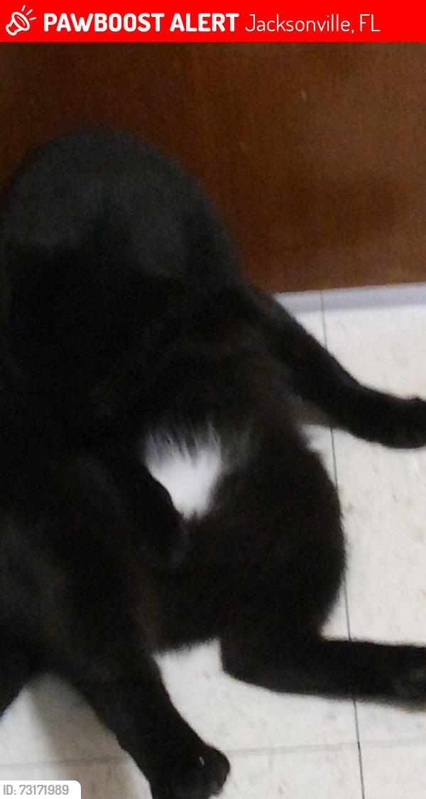 Lost Male Cat last seen Near college Street, Jax Fla., Jacksonville, FL 32205