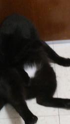 Lost Male Cat last seen Near college Street, Jax Fla., Jacksonville, FL 32205