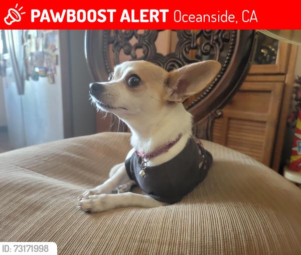 Lost Female Dog last seen Near Jacqueline Lane, Oceanside, CA 92056