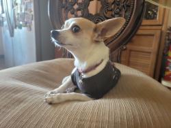 Lost Female Dog last seen Near Jacqueline Lane, Oceanside, CA 92056