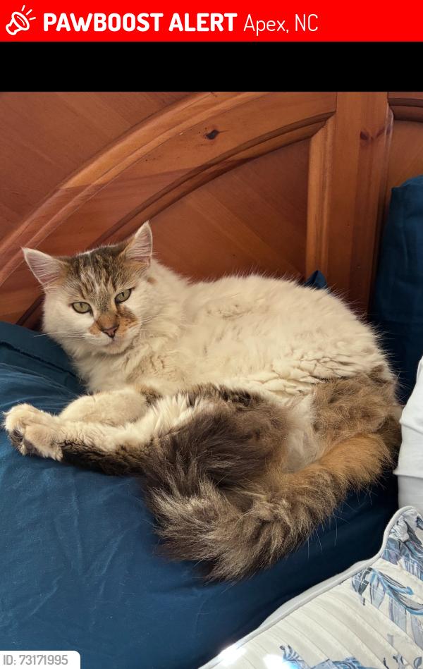 Lost Male Cat last seen Sugarland Run- Gumdrop & Lemondrop, Apex, NC 27502