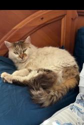 Lost Male Cat last seen Sugarland Run- Gumdrop & Lemondrop, Apex, NC 27502