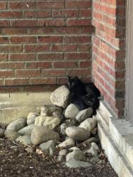 Found/Stray Unknown Cat last seen Pine grove and waveland, Chicago, IL 60613