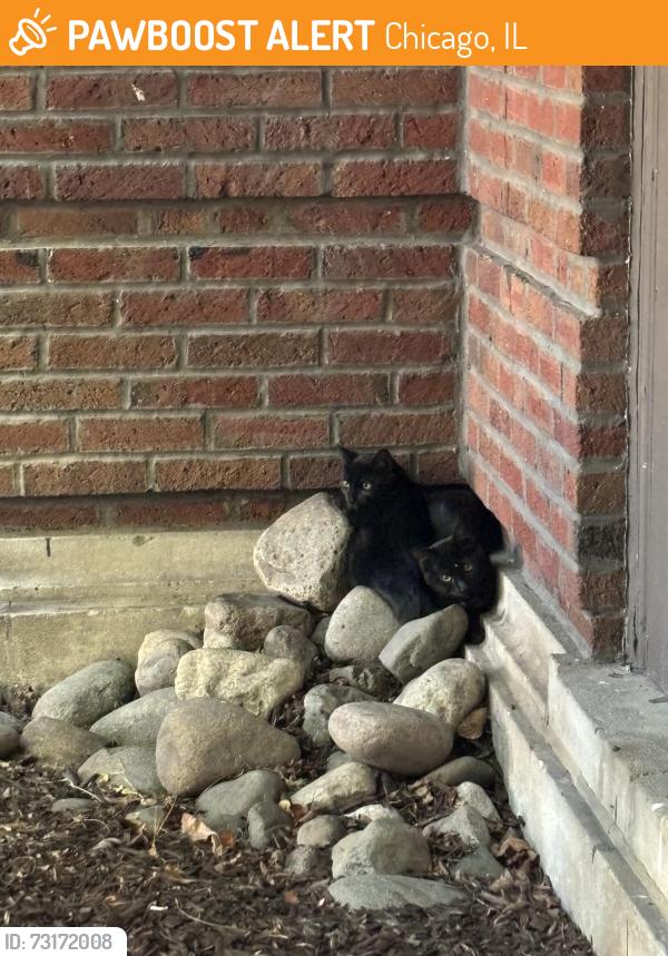 Found/Stray Unknown Cat last seen Pine grove and waveland, Chicago, IL 60613
