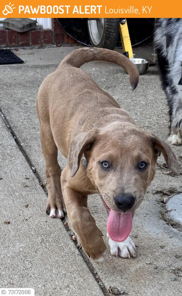 Found/Stray Male Dog last seen Interchange and Preston Hwy, Louisville, KY 40229