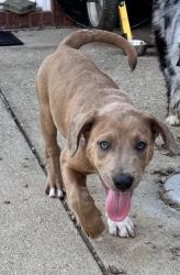 Found/Stray Male Dog last seen Interchange and Preston Hwy, Louisville, KY 40229