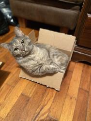 Lost Female Cat last seen Pine ridge road in harriman, Harriman, TN 37748