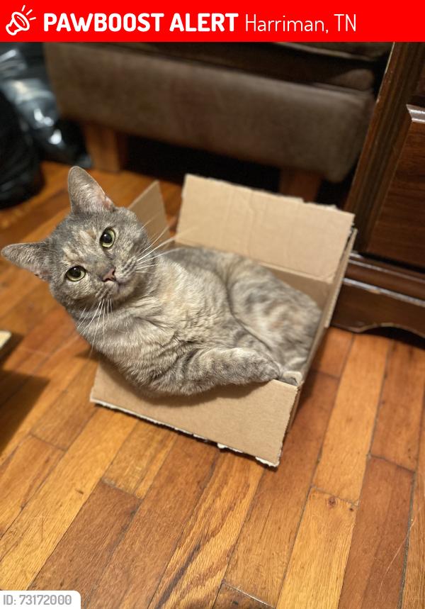 Lost Female Cat last seen Pine ridge road in harriman, Harriman, TN 37748