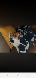 Lost Female Dog last seen les harrison and culebra, San Antonio, TX 78250