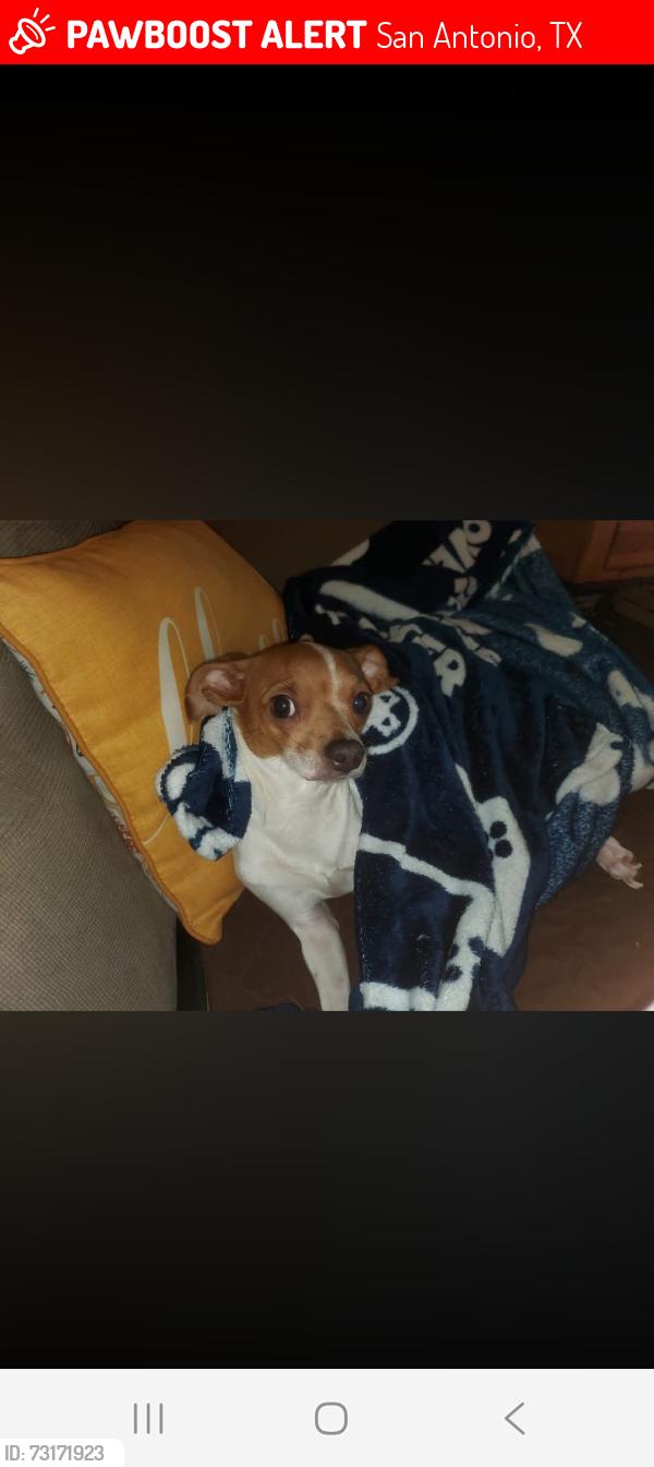 Lost Female Dog last seen les harrison and culebra, San Antonio, TX 78250
