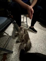 Found/Stray Unknown Cat last seen Roswell Rd and Windsor Trader Joes, Sandy Springs, GA 30342