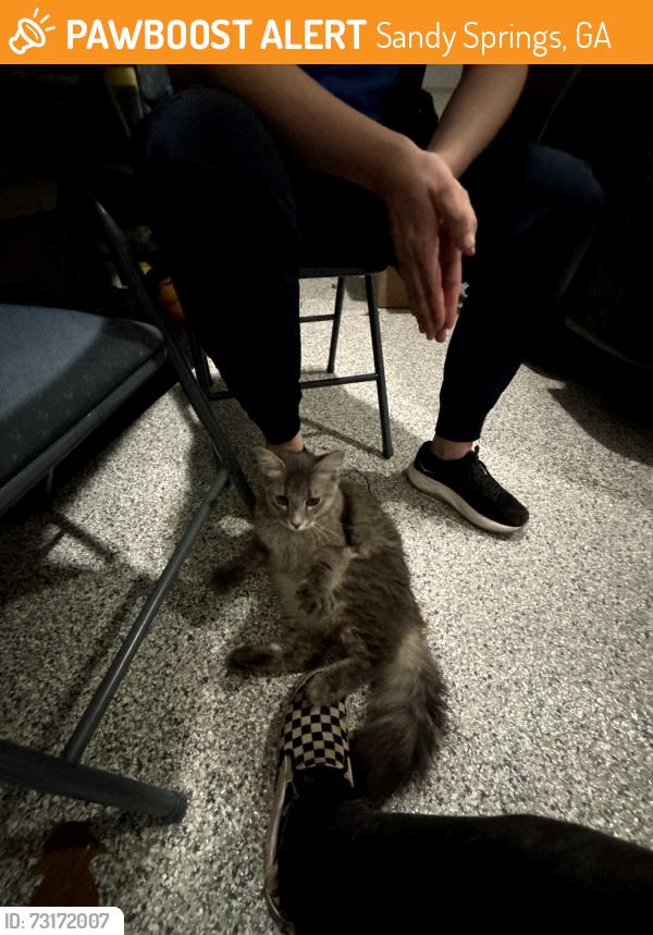 Found/Stray Unknown Cat last seen Roswell Rd and Windsor Trader Joes, Sandy Springs, GA 30342
