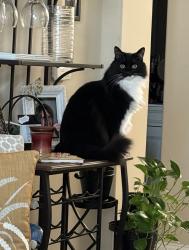 Lost Male Cat last seen Downtown Holly Springs, Holly Springs, NC 27540