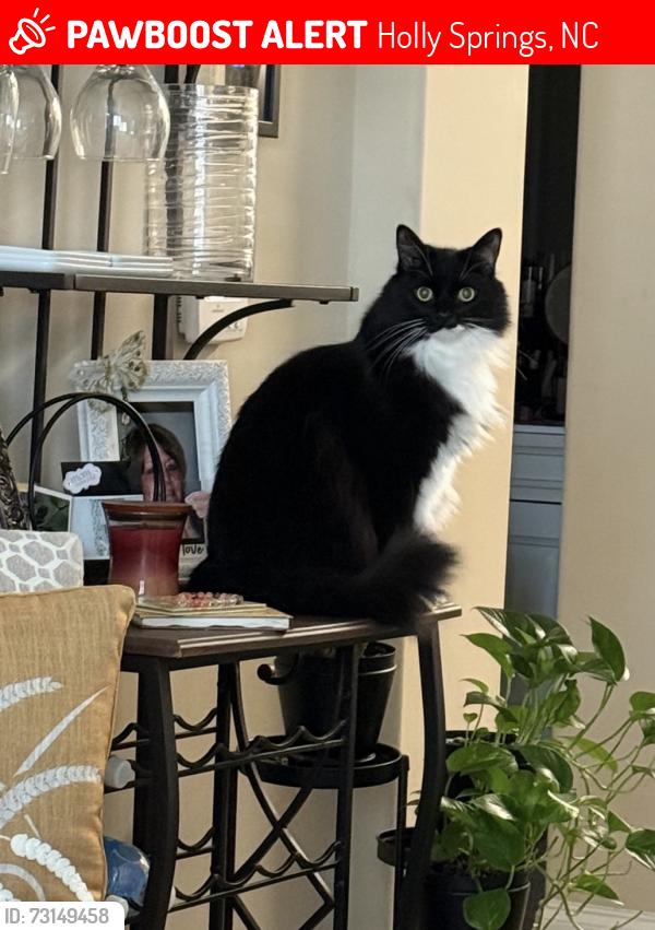 Lost Male Cat last seen Downtown Holly Springs, Holly Springs, NC 27540