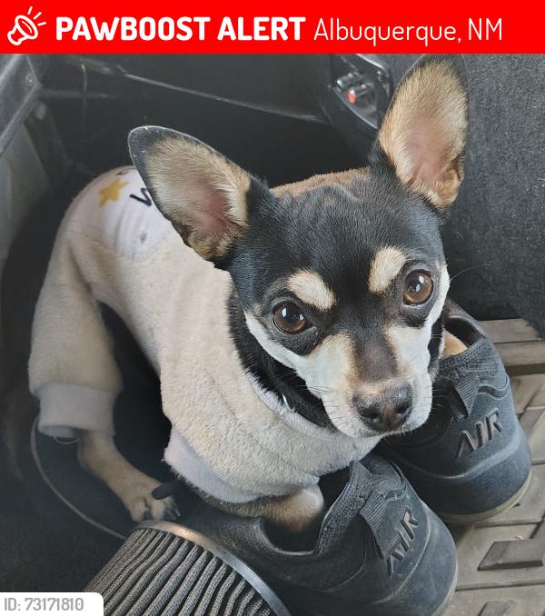 Lost Female Dog last seen Dr martin Luther King Jr Blvd Albuquerque NM an cedar, Albuquerque, NM 87106