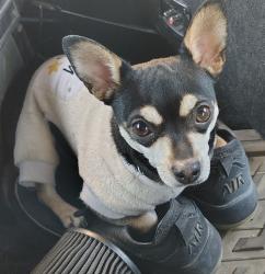 Lost Female Dog last seen Dr martin Luther King Jr Blvd Albuquerque NM an cedar, Albuquerque, NM 87106