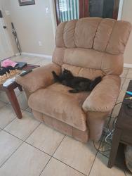 Reunited Female Cat last seen Hargill and Vantage Dr, Orlando, FL 32806