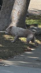 Reunited Unknown Dog last seen 142nd and Judah in Hawthorne, Hawthorne, CA 90250